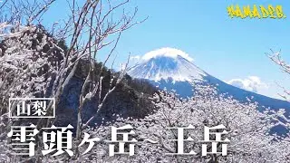 【登山】冬登山におすすめ！特大富士山を拝む絶景縦走コース【雪頭ヶ岳/鬼ヶ岳/王岳】