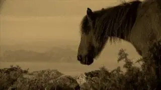 Ceibes no monte