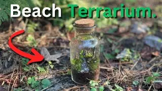 I Made A Beach Terrarium In Florida!