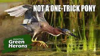 Clever Green Heron Super Hunter