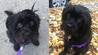 The Science Behind Puppy Dog Eyes