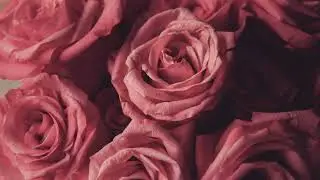 Pink Roses - HD Wall Art for TV - Quiet Galley - Art Screensaver TV - 2 Hours Valentines Day D&eacute;cor