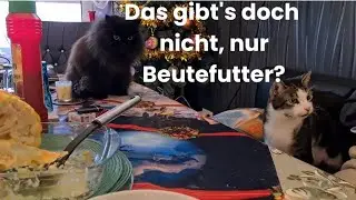 ....es gibt nur Beutefutter?! Katzenvlog 🐱 