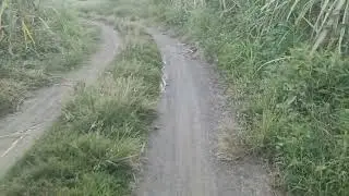 Nature Wakes Up | Sunrise Walk in the Philippines