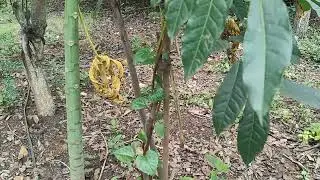 Coffee, Papaya, Mahagani, hing, vanilla...plants||hari babu||natural farming