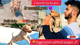 🐶AAJ HAMRA 🐶 JR MANTAL PUTT 👿 2 MONTH KA HO GYA 🚀💥GRIP POWER CHECK ✅ KARO @RitikDogKennel177