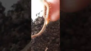 Geophilomorpha