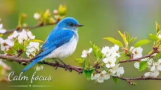 Calming Piano Music 🎶 Birds Singing in the Forest 🌿 Nature’s Harmony for Your Peace
