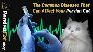 Common Diseases That Can Affect Your Persian Cat