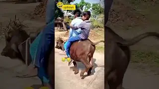 &ldquo;Ek ladka aur achanak se bhains ka attack 😱 | Funny Village Video | Desi Comedy Scene 2025&rdquo;