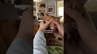 Does he😺 like this face massage? 💆&zwj;♂️ #cat