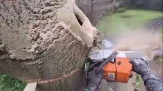 Removing a LARGE Ash tree beside a property.