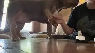 American Bully. Treating busted nail