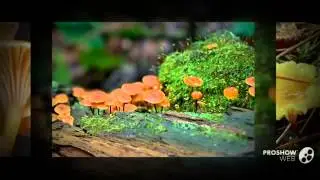 Xeromphalina - fungi kingdom