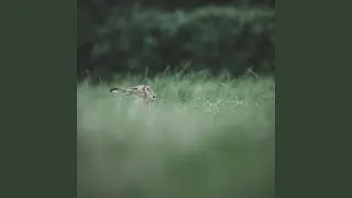 Chasing Rabbits