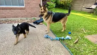 German Shepherd Gets Jealous Of New GSD Puppy | Indian Vlogger | Hindi Vlog | USA | This Indian