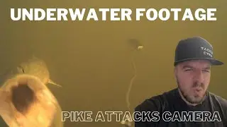 UNDERWATER ATTACKS & BEHAVIOUR OF PREDATORY FISH