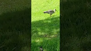 Curicaca #passaros #selvagem #wildlife #wildrift #birds #bird #brasil #minasgerais #arax&aacute; #2026