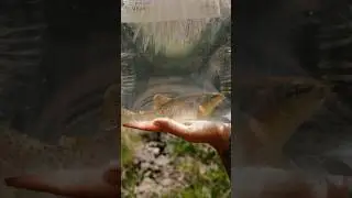 We saved a threatened Apache trout.