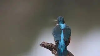 Eisvogel fischt