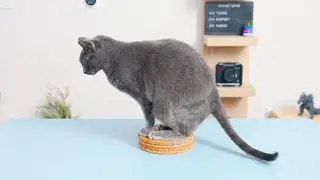 If it fits I sit - (ft. Russian Blue)
