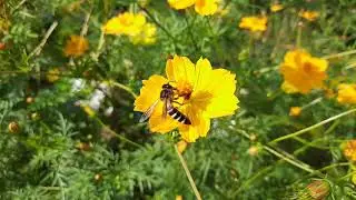 Apis Dorsata (Asian Giant Honey Bee)