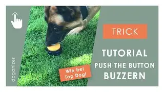 Hundetrick Buzzern | Push Button | Top Dog | Dogtrick