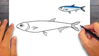 How to draw Sardine - Sardine Drawing Ideas