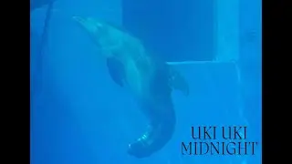 Uki Uki Midnight - Music Video