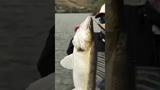 Pr&eacute;-fishing FC Fight Sandre au Portugal #fishing #zanderfishing @LEFISHINGCLUB
