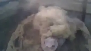 Automatic burger patty pie forming machine