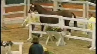 Viva Voltaire - Hanoverian stallion; Approved Canadian Warmblood
