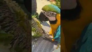 #cumamesajlarıyoutube #g&uuml;naydınmesajları #aramacaw #papagan #papag&aacute;j#Papagei#parrot#ببغاء#鹦鹉#鸚鵡#तोता