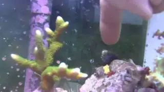 Bumblebee shrimp attack!