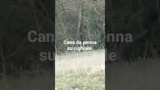 cane da penna su cinghiale