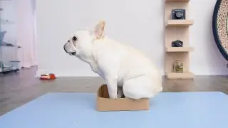 If it fits I sit - (ft. French Bulldog)