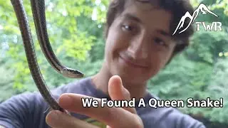 The Queen Snake: Everything You Need To Know!