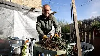 Video 192 - Sanseveria, rinvaso d'urgenza.