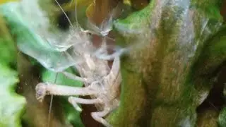 Close Up of a Vampire Shrimp Eating