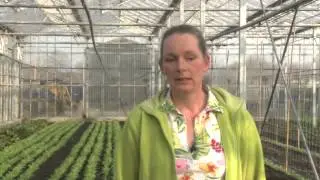 Groente kweken voor beginners