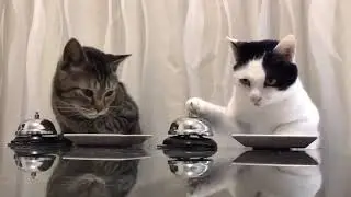 Two Cats Ring a Bell For Food