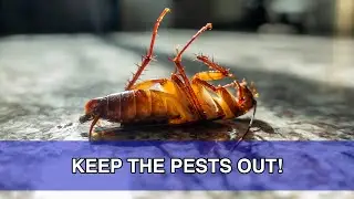 Keep Bugs and Pests OUT OF YOUR STORAGE UNIT! (Tips)