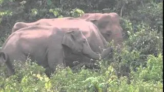 Save our Elephants
