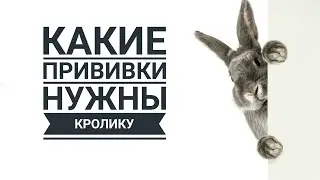 Нужны ли декоративному кролику прививки / Does a rabbit need vaccinations?