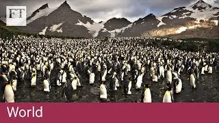 Island's rare birds return after rats wiped out