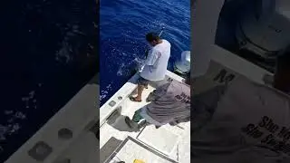 Tuna Fishing in Hawaii!