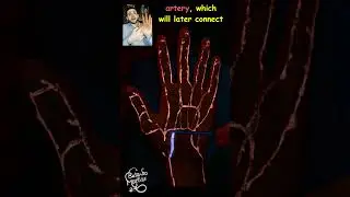 Hand Anatomy: Thenar muscles blood supply
