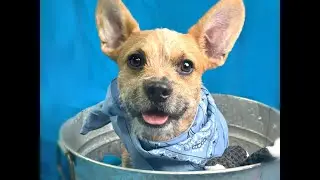 Willie Adoption Movie TracysPawsRescue Saving dogs in south Texas and along the border of Mexico