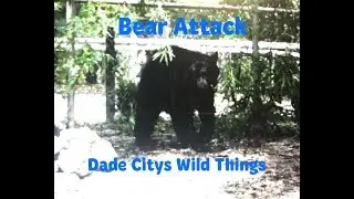 Bear Attack at Dade City's Wild Things Zoo