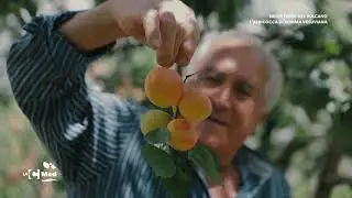 Nelle terre del vulcano – L’albicocca di Somma Vesuviana